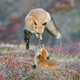 Illustration for article titled These Electrifying Photos Celebrate 50 Years Of USAs Wilderness Act